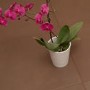 Urban Castanho Glazed Porcelain Wall/Floor Tile