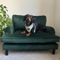 ONLY OPENED - Dog Sofa Bed in Green Velvet - Payton