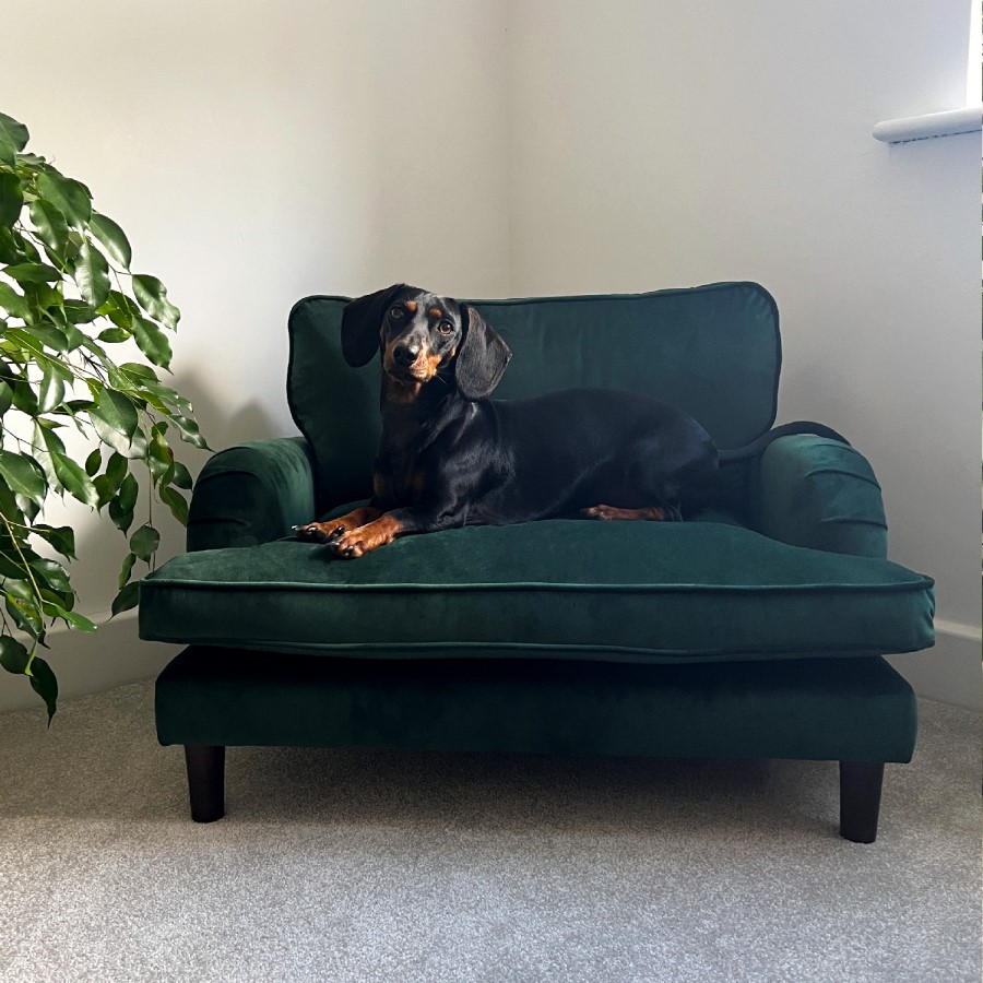 ONLY OPENED - Dog Sofa Bed in Green Velvet - Payton