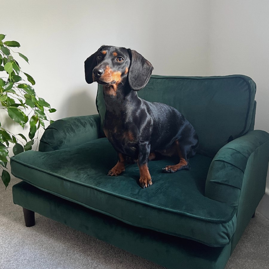 ONLY OPENED - Dog Sofa Bed in Green Velvet - Payton